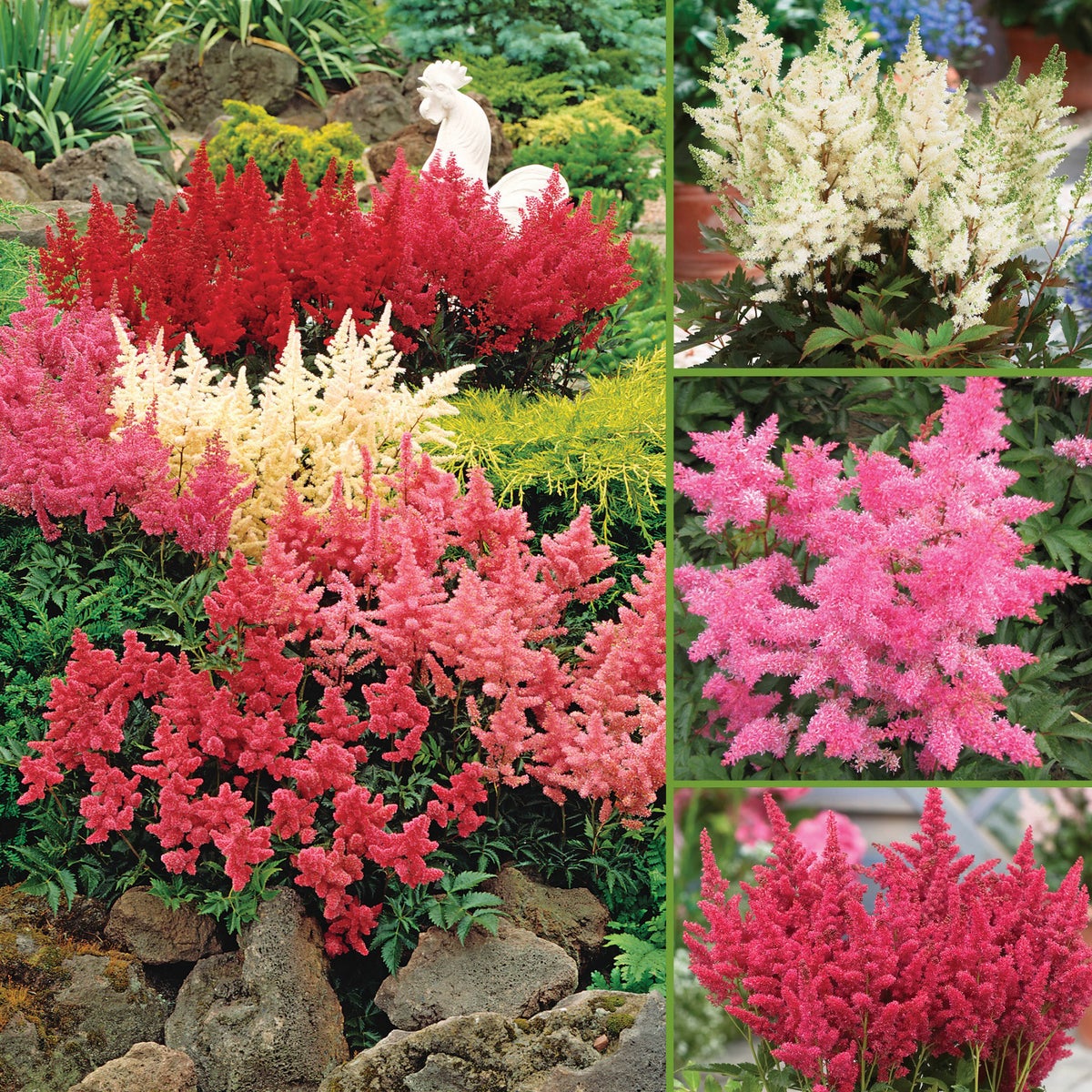 Horticana: Feathery Friends Shade Loving Astilbes