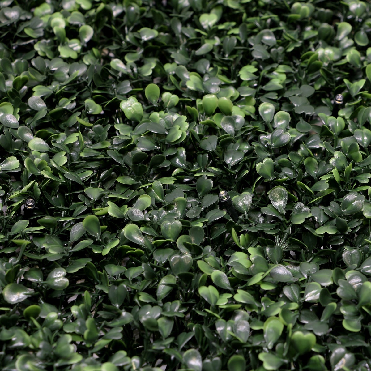 Golden Select Boxwood Artificial Hedge Panel with Lights - 4 Pack