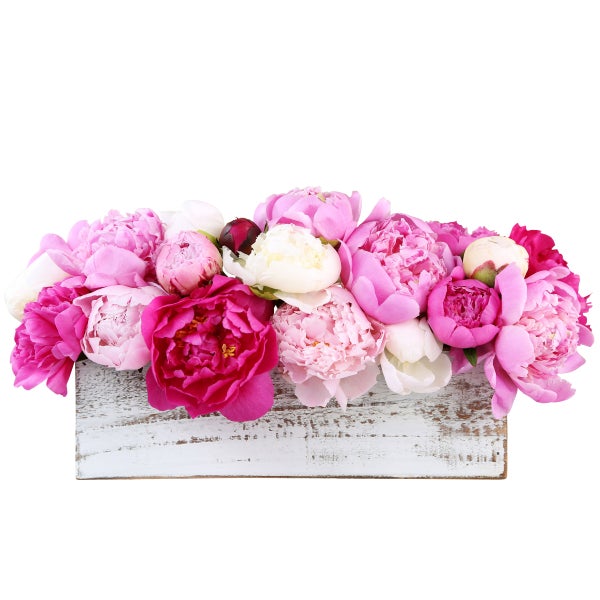 Horticana: Scented Peony Collection