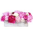 Horticana: Scented Peony Collection