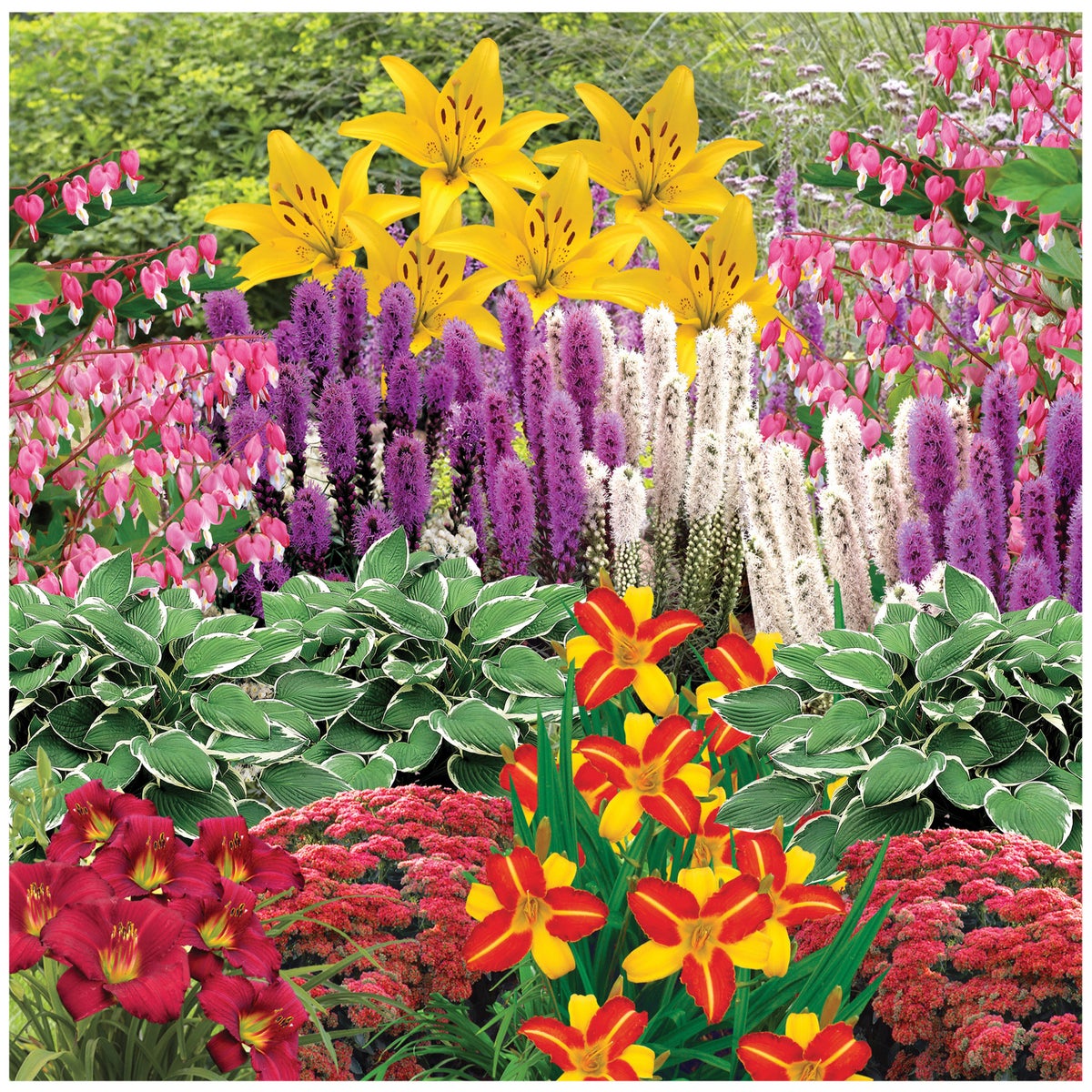 Horticana: Easy Peasy Perennials