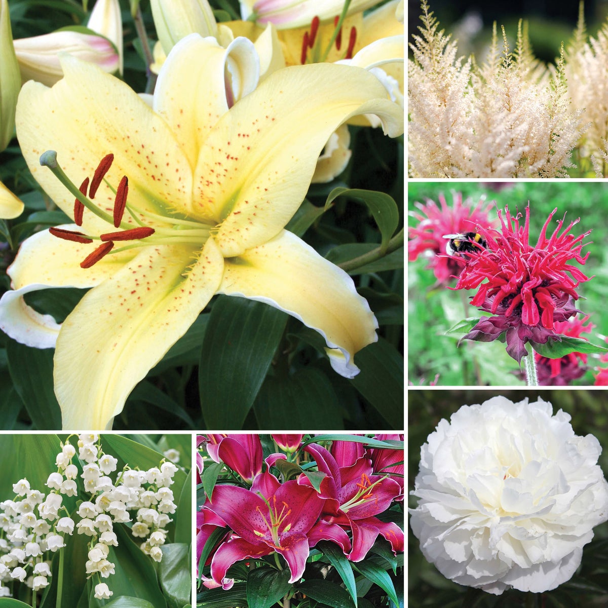 Horticana: Perfumed Perennials