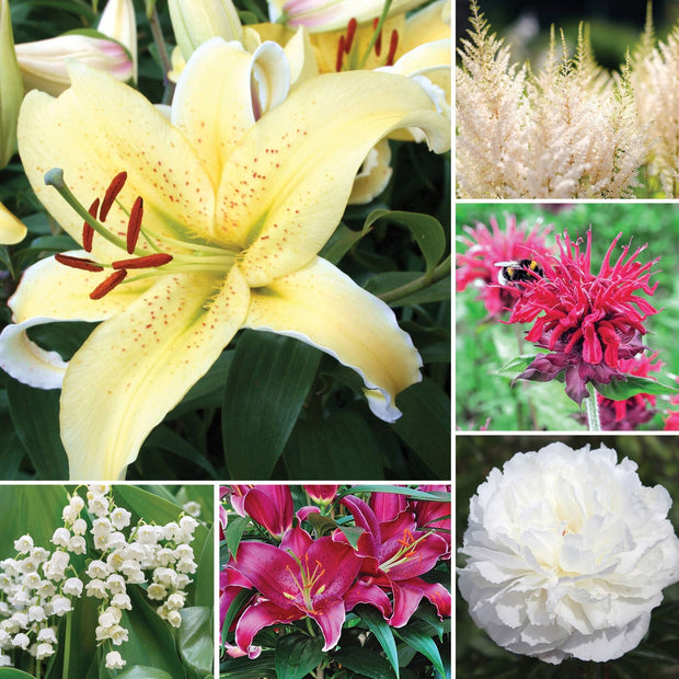 Horticana: Perfumed Perennials
