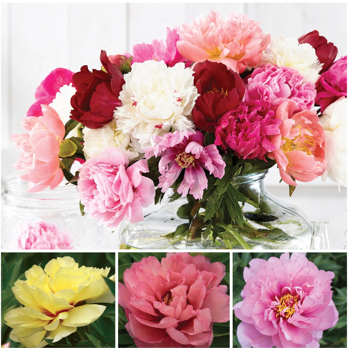 Elegant Peonies - Itoh Collection