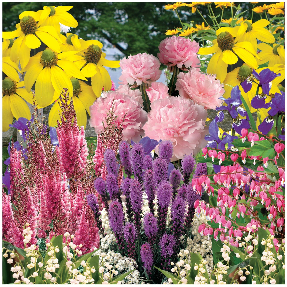Horticana: Deer-Resistant Perennials