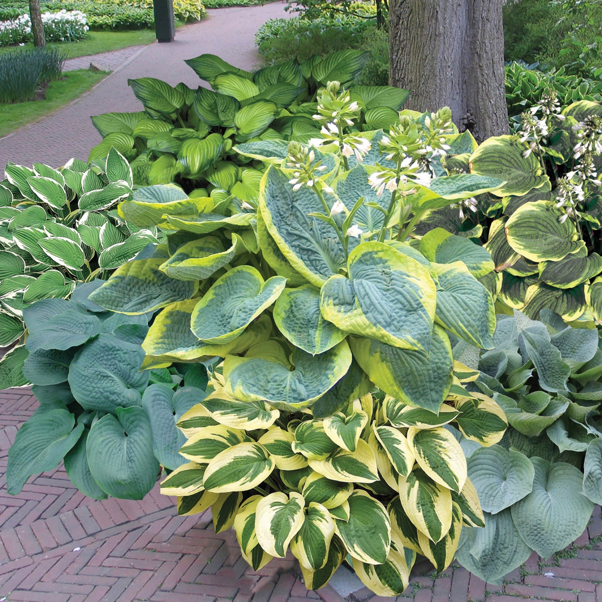 Horticana: Hosta Spotlight