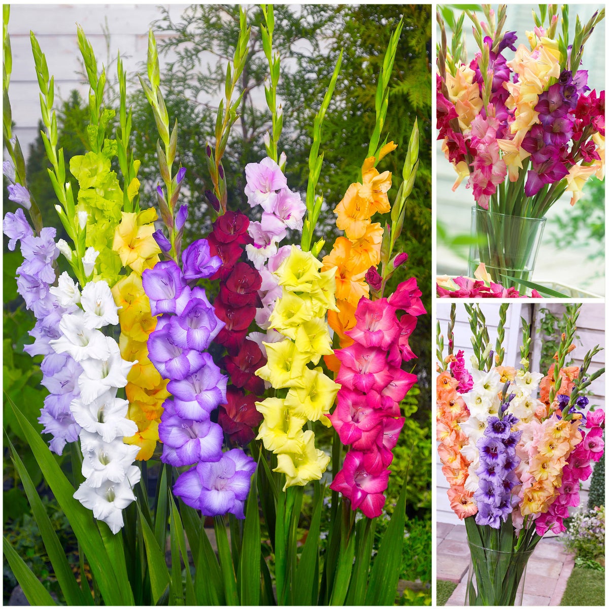Horticana: Gorgeous Gladiolus