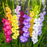Horticana: Gorgeous Gladiolus