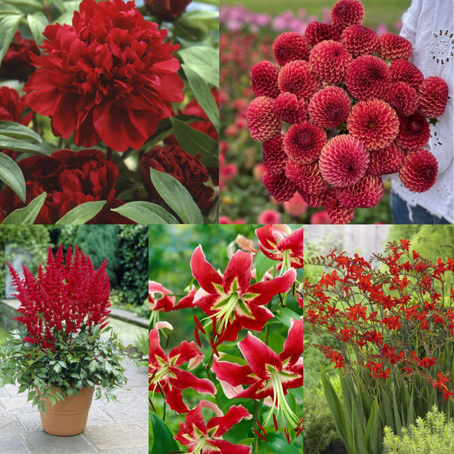 Red Collection