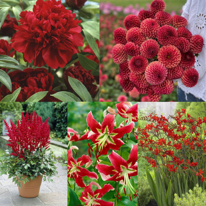 Red Collection