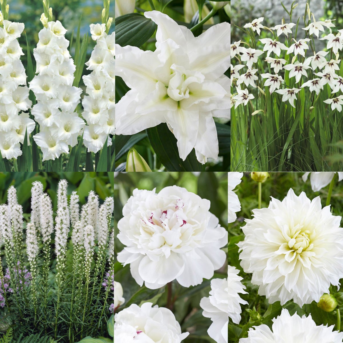 White Collection