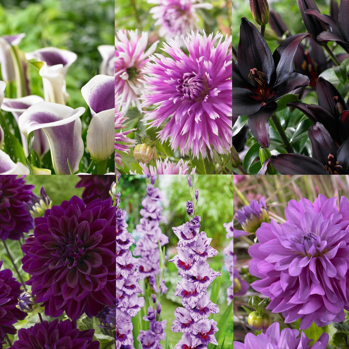 Purple Collection