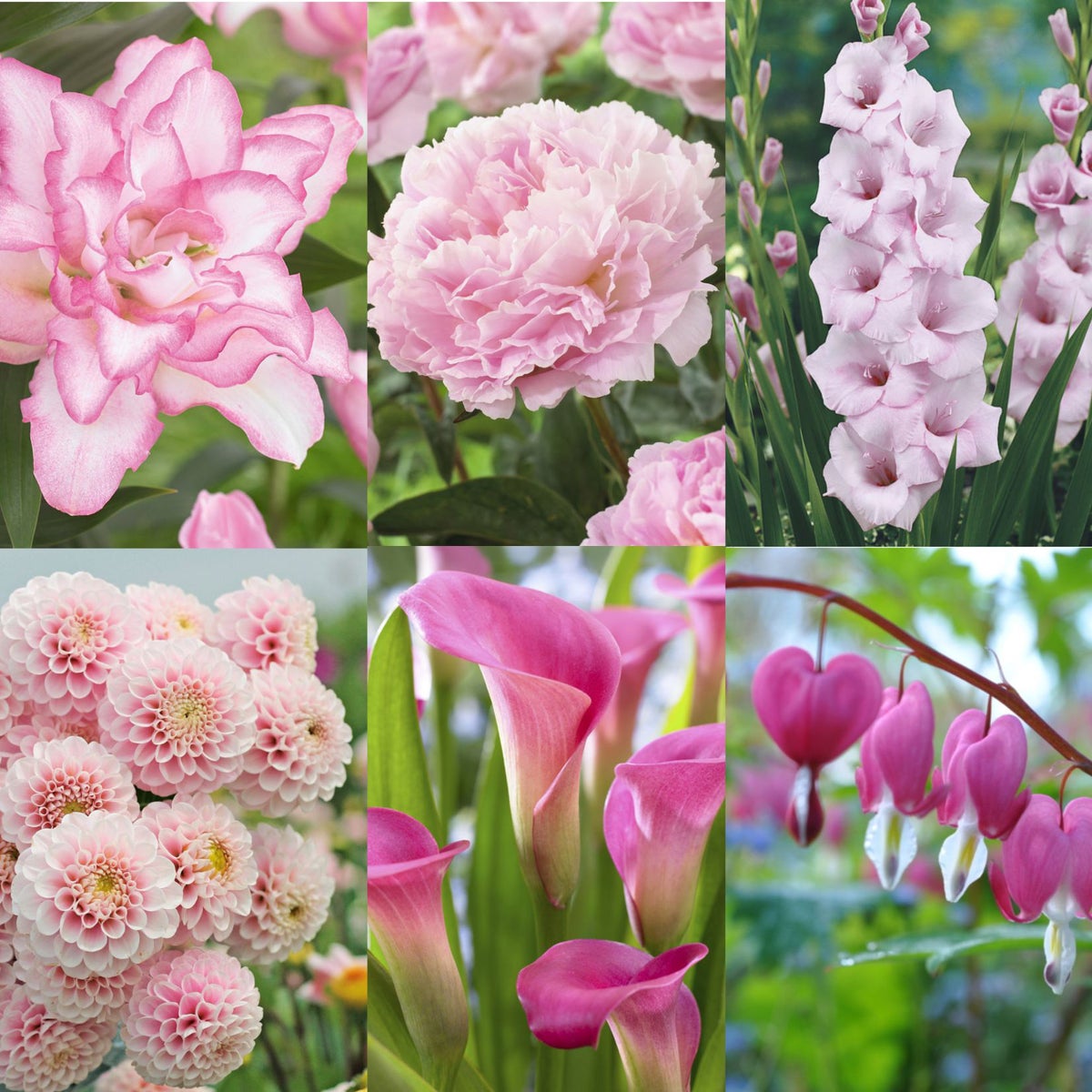 Pink Collection