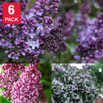 Fragrant Lilac Collection 6-pack