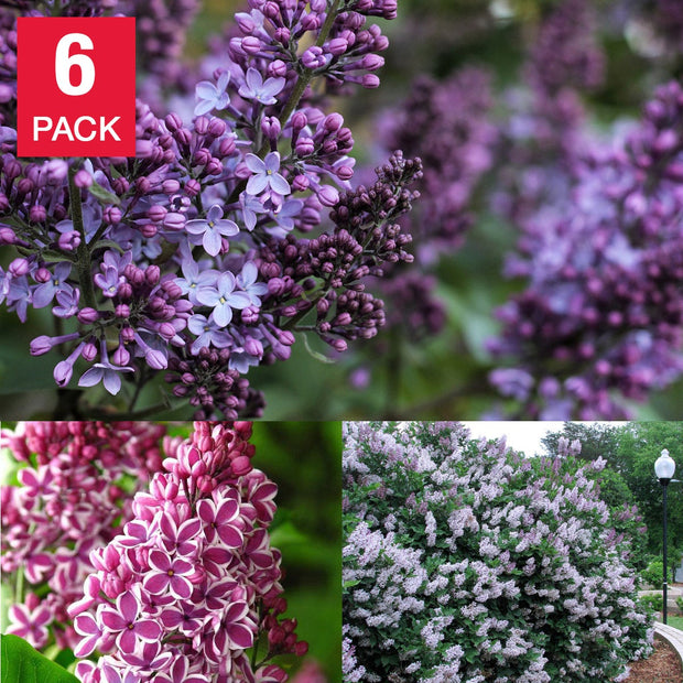 Fragrant Lilac Collection 6-pack