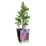 Fragrant Lilac Collection 6-pack
