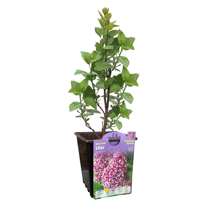 Fragrant Lilac Collection 6-pack