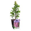Fragrant Lilac Collection 6-pack