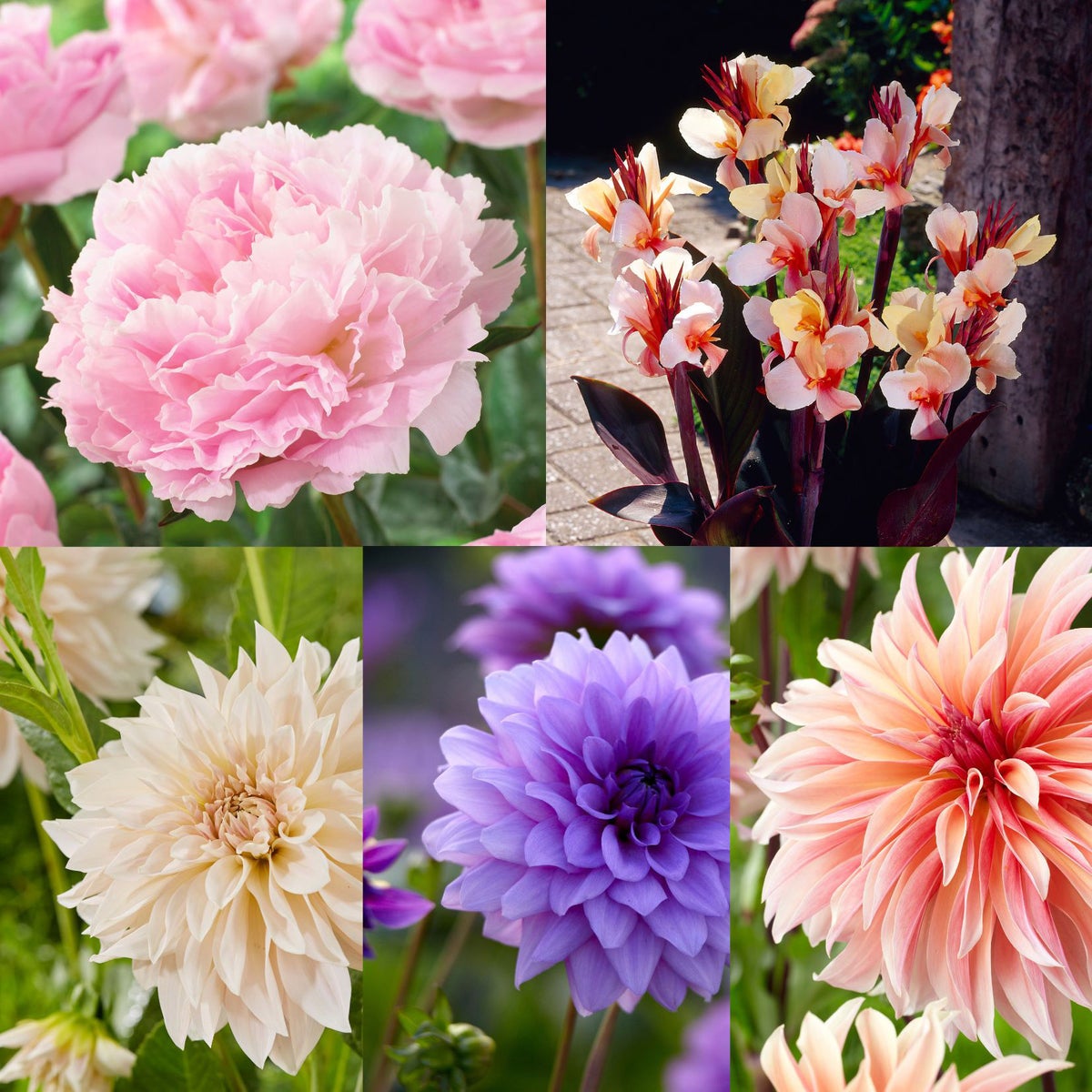 Pastel Flower Bulbs
