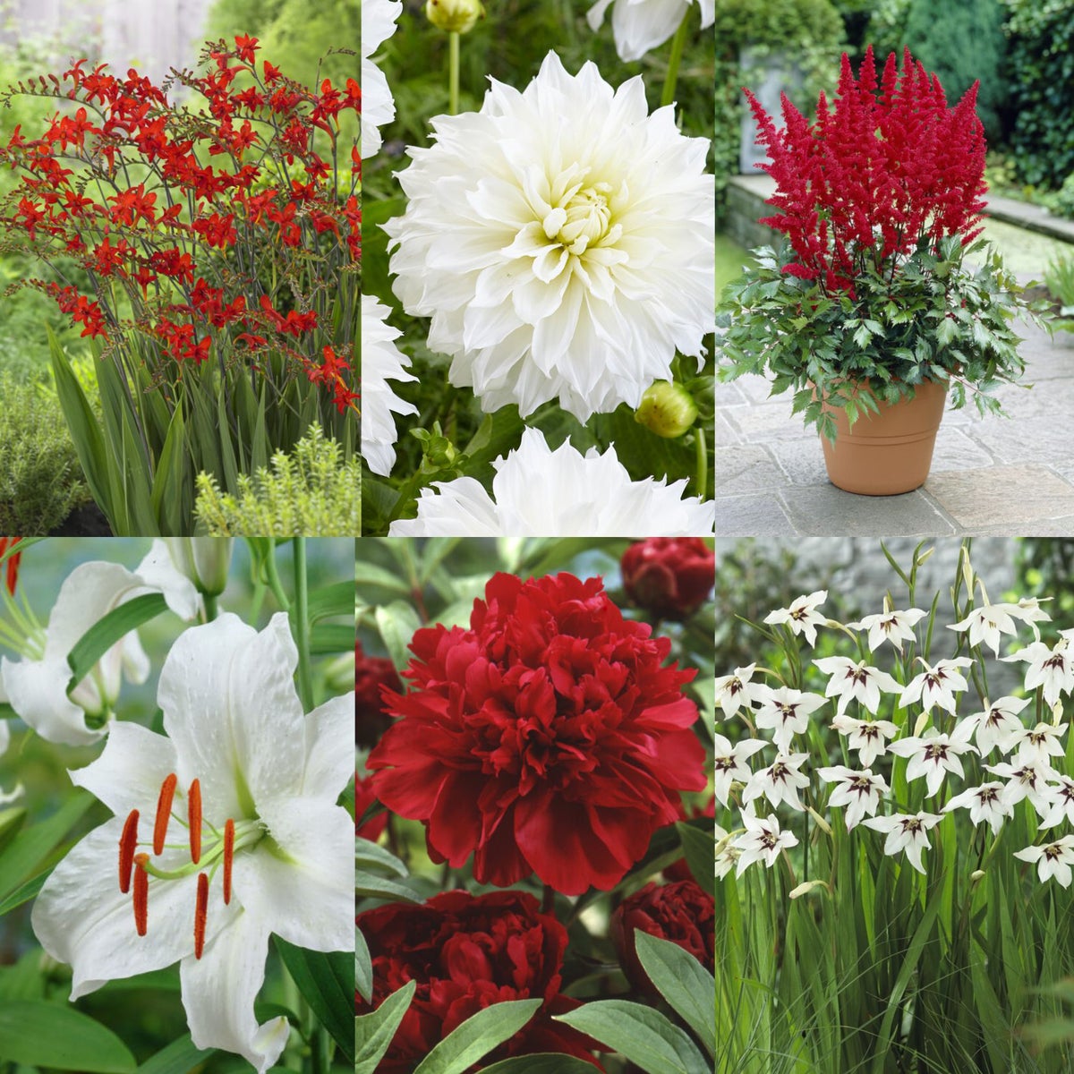 Red And White Flower Bulbs