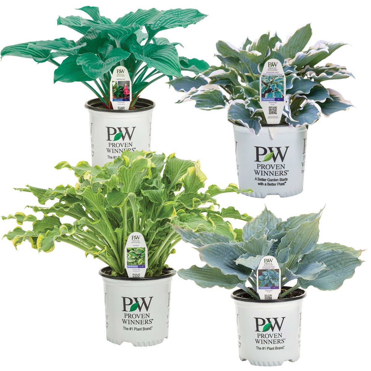 Horticana: Proven Winner Potted Hosta Collection