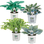 Horticana: Proven Winner Potted Hosta Collection