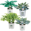 Horticana: Proven Winner Potted Hosta Collection