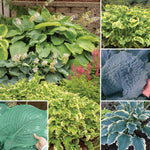 Horticana: Proven Winner Potted Hosta Collection