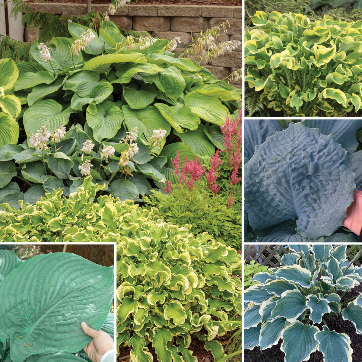 Horticana: Proven Winner Potted Hosta Collection