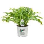 Horticana: Proven Winner Potted Hosta Collection