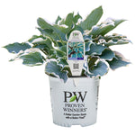 Horticana: Proven Winner Potted Hosta Collection