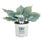 Horticana: Proven Winner Potted Hosta Collection