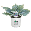 Horticana: Proven Winner Potted Hosta Collection