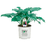 Horticana: Proven Winner Potted Hosta Collection