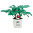 Horticana: Proven Winner Potted Hosta Collection