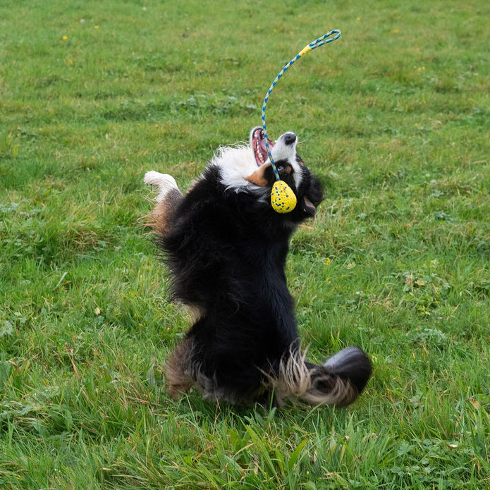 Zeus Nitro Dog Toy Bundle, 3-pack