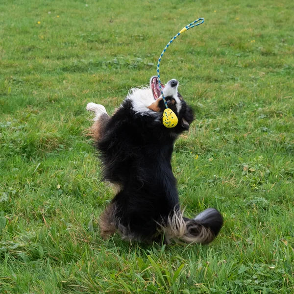 Zeus Nitro Dog Toy Bundle, 3-pack