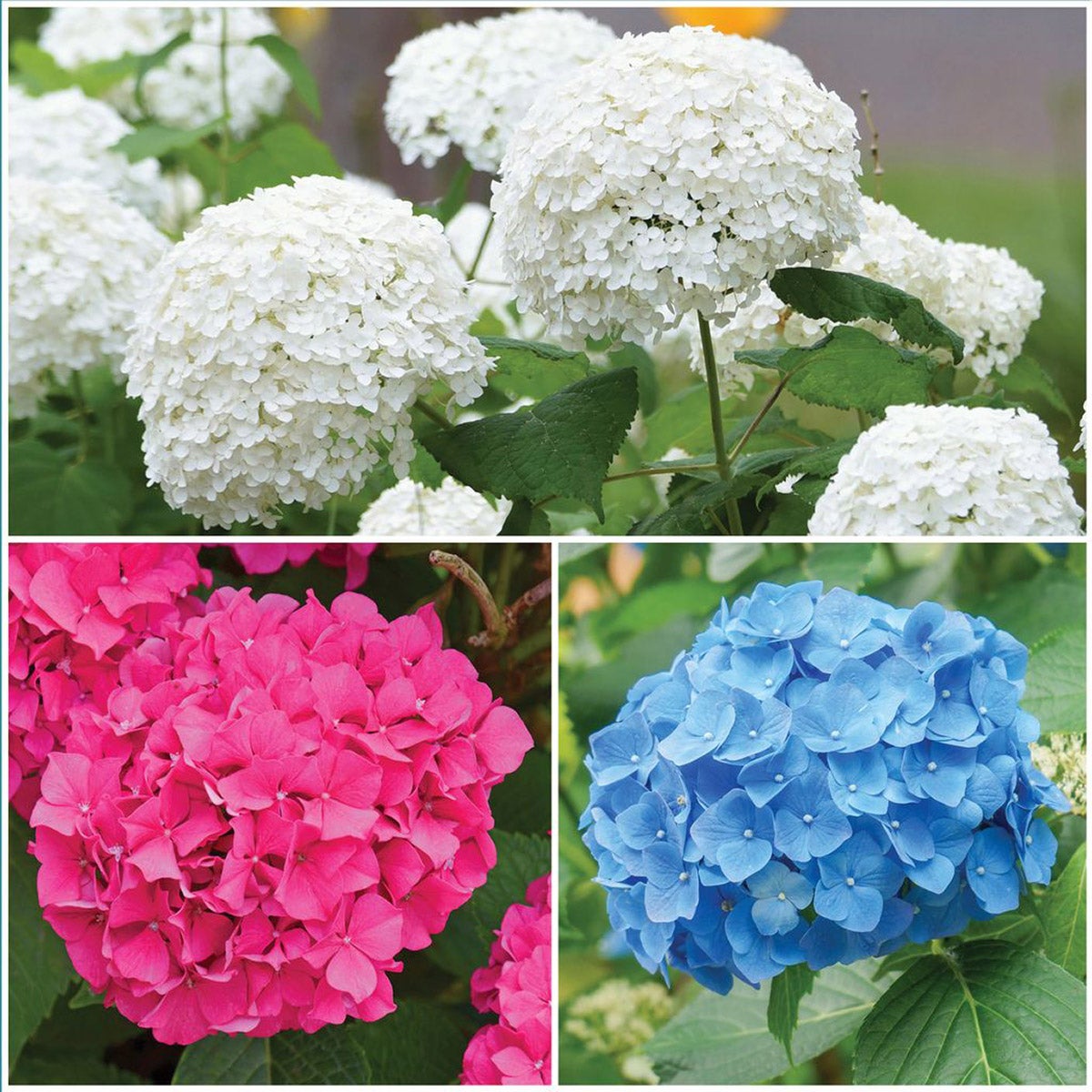 Horticana: Bold Blooms Hydrangea Collection
