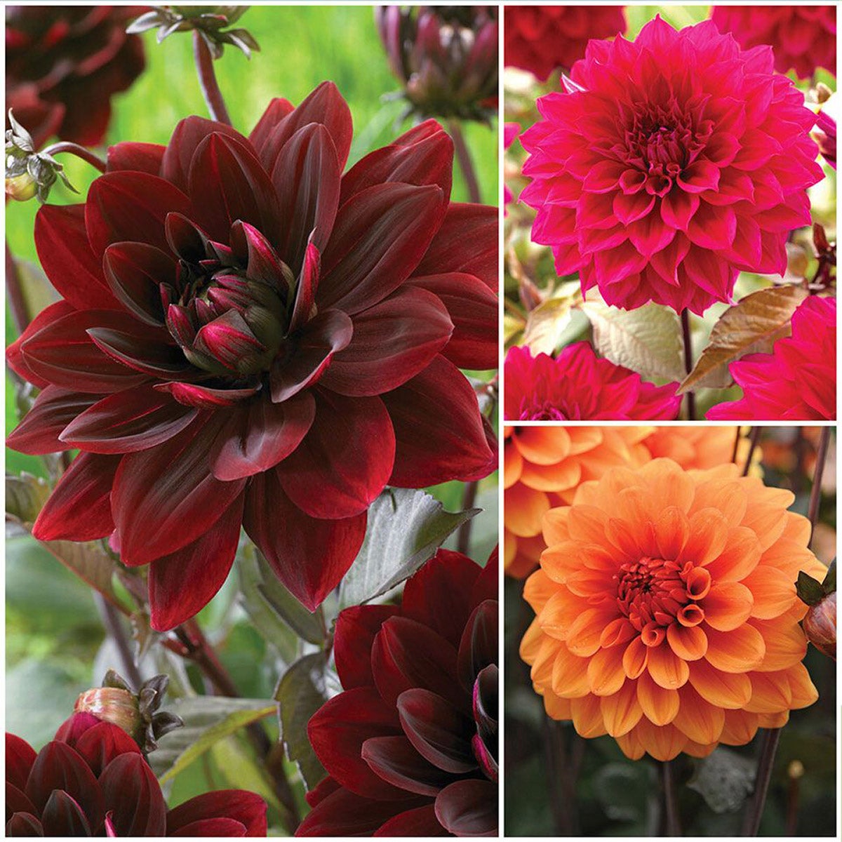 Horticana: Bronze Glow Bronze Leaf Dahlias