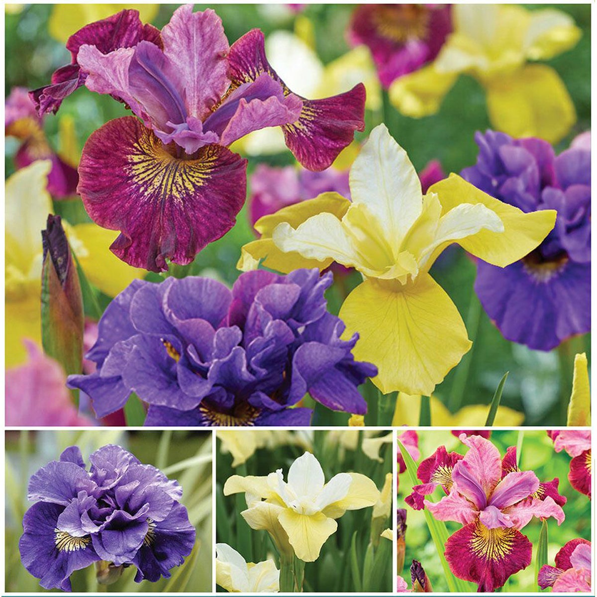 Horticana: Resilient Beauty Iris Collection