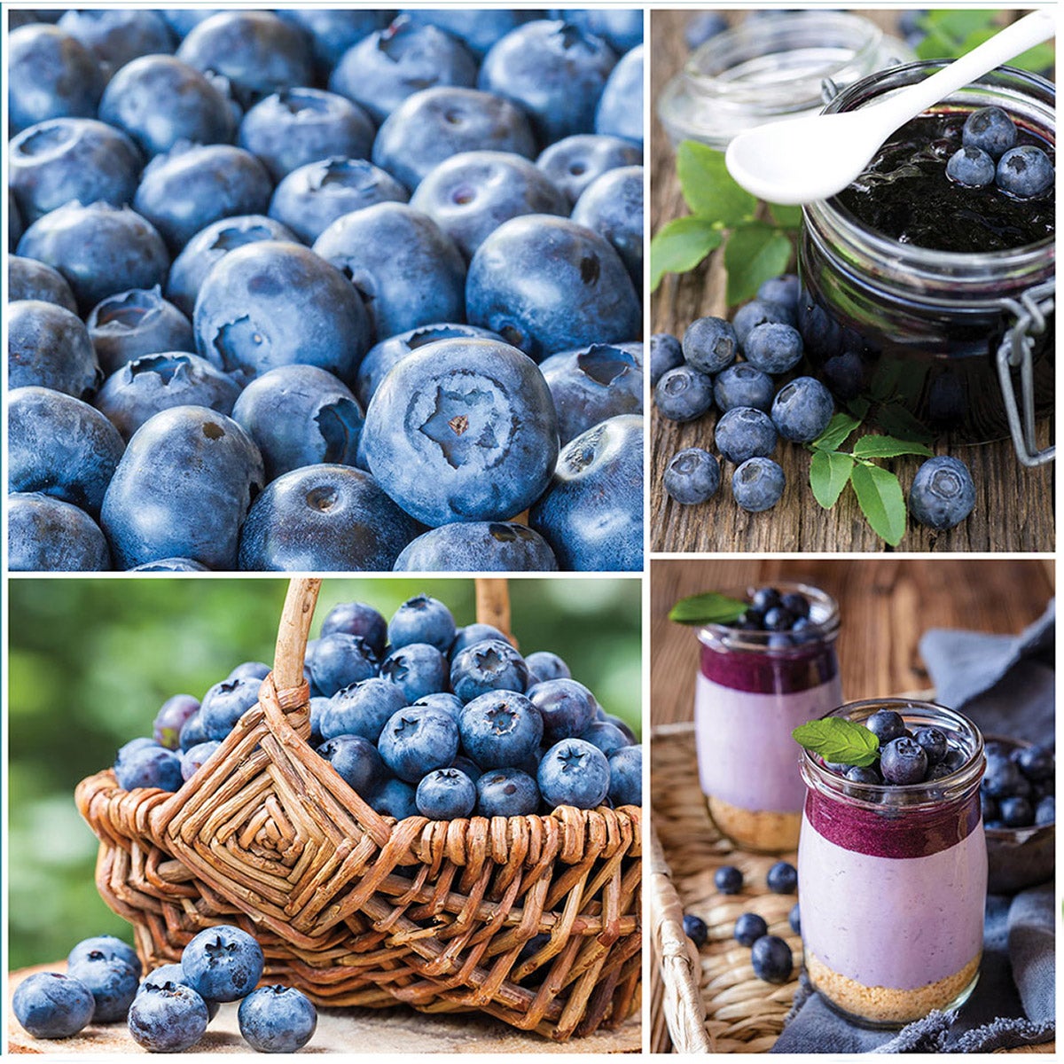 Horticana: Simply Sweet Blueberry Collection