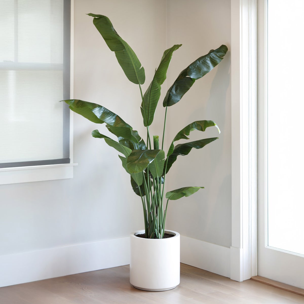 Faux Banana Leaf Tree 2 m (6.5 ft.)