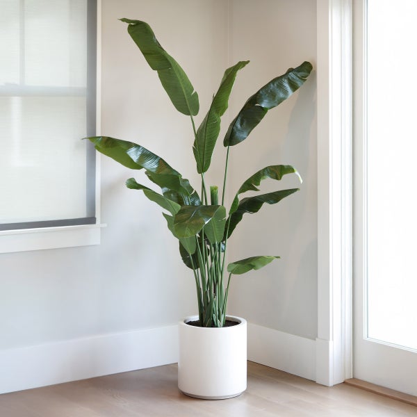Faux Banana Leaf Tree 2 m (6.5 ft.)