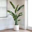 Faux Banana Leaf Tree 2 m (6.5 ft.)