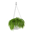 Caprio Self Watering Hanging Planter (2-Pack)