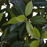 Faux Laurel Tree 2 m (6 ft.)