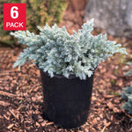 Hardy Evergreen – Juniper 'Blue Star', 1 gal., 6-pack