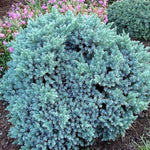 Hardy Evergreen – Juniper 'Blue Star', 1 gal., 6-pack