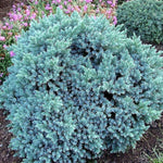 Hardy Evergreen – Juniper 'Blue Star', 1 gal., 6-pack