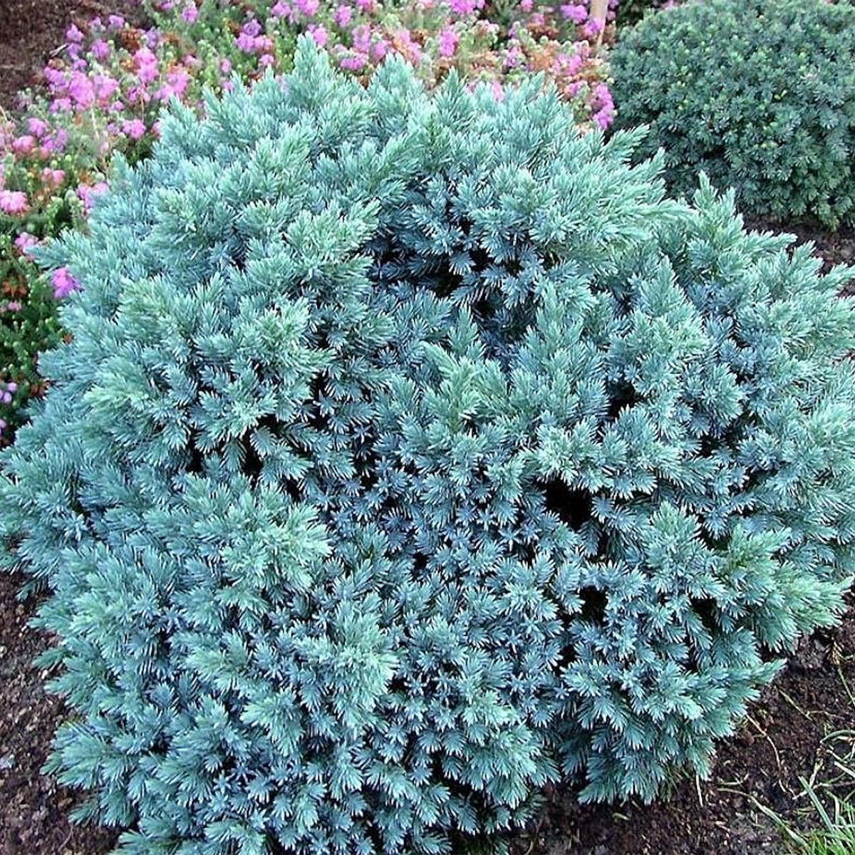 Hardy Evergreen – Juniper 'Blue Star', 1 gal., 6-pack